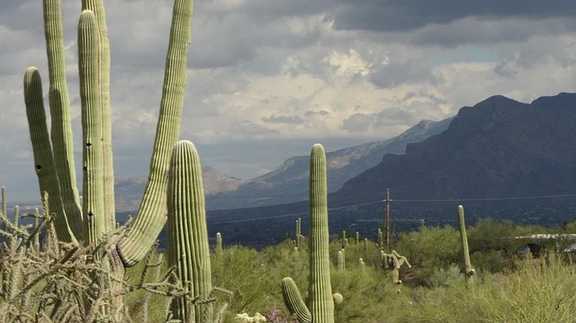 cactus mountains